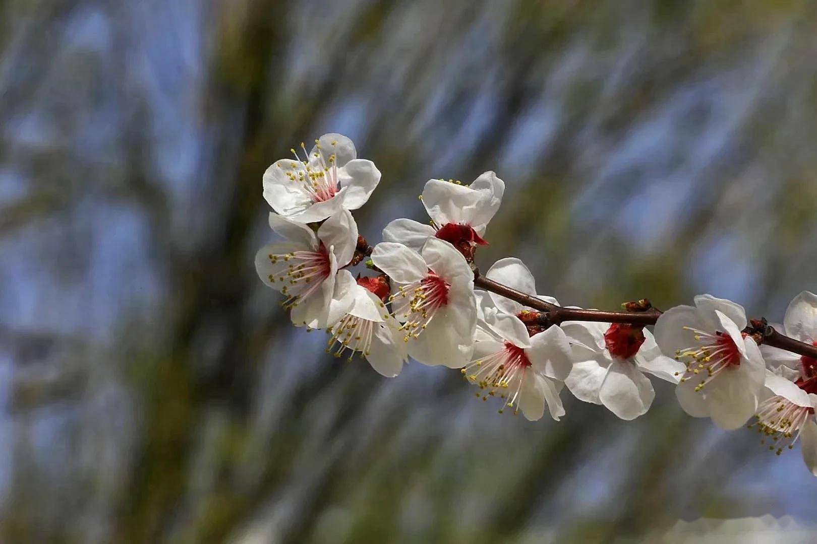 四月盛开的杏花 满树 疏淡 幽香