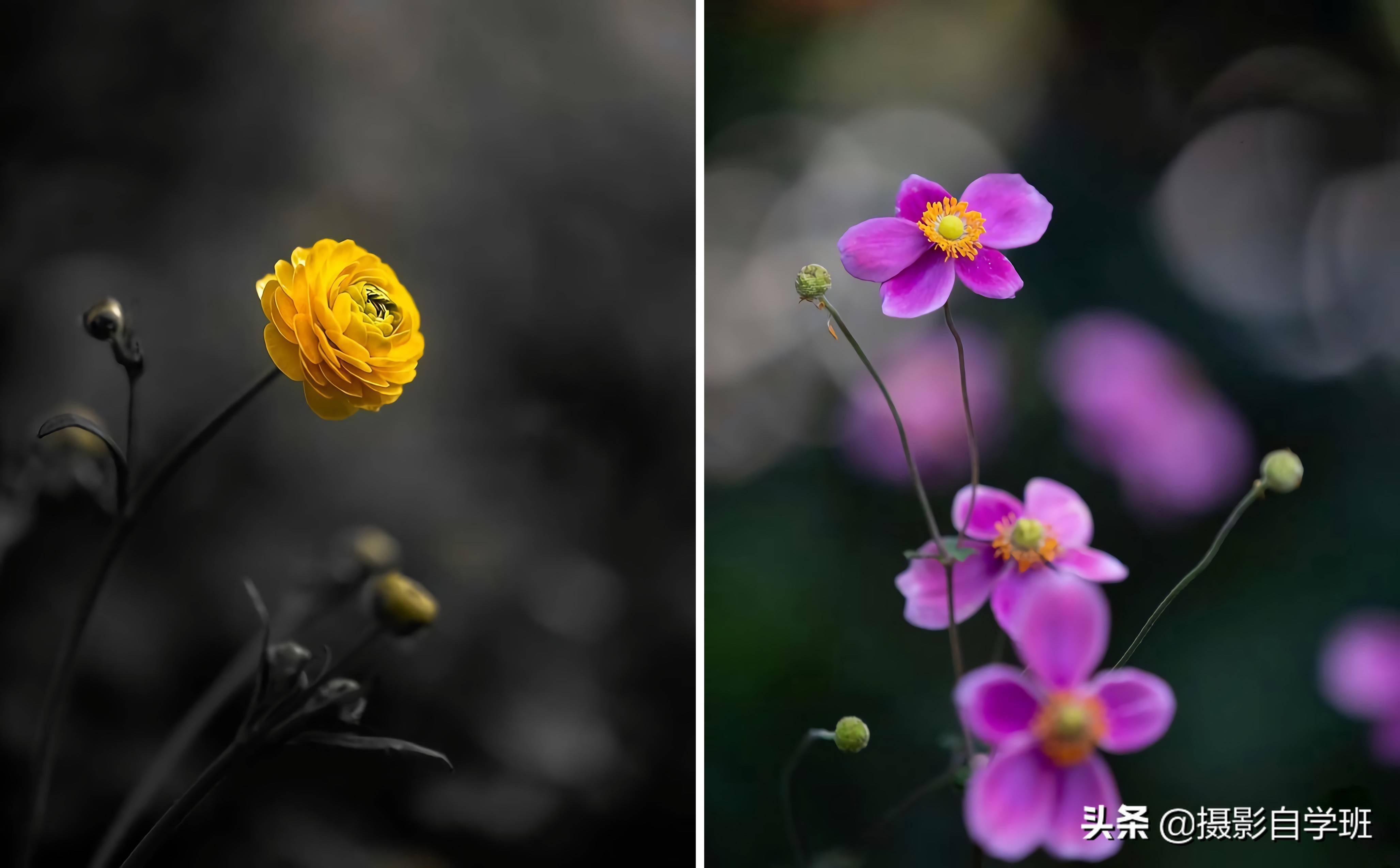 弄懂曝光补偿纯黑纯白照片轻松拍出来新手适用