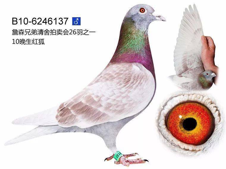 经验绛色鸽的遗传规律竟然是