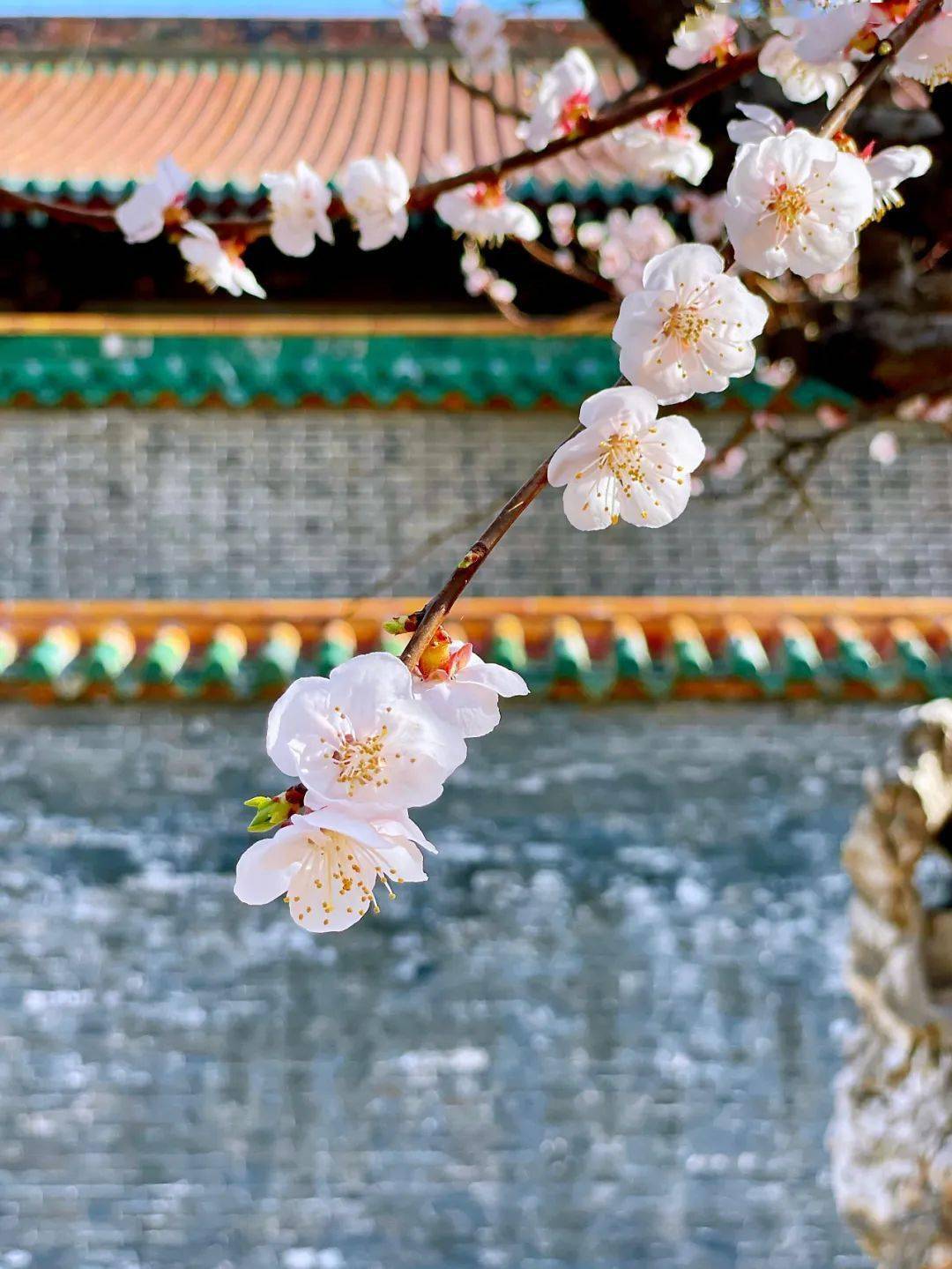 沈阳故宫赏花指南