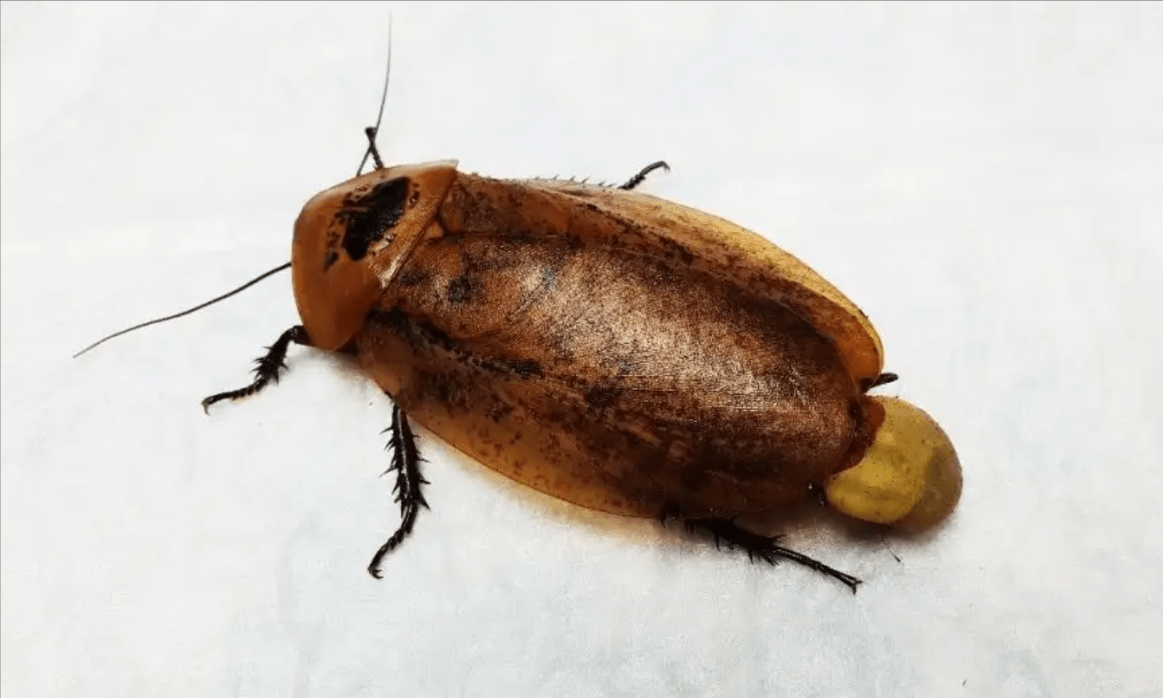 原创要干什么厦门海关截获2000只活体蟑螂若进入我国会有何影响