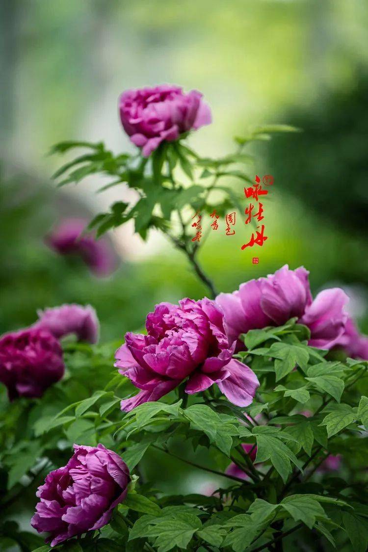 花卉摄影67咏牡丹