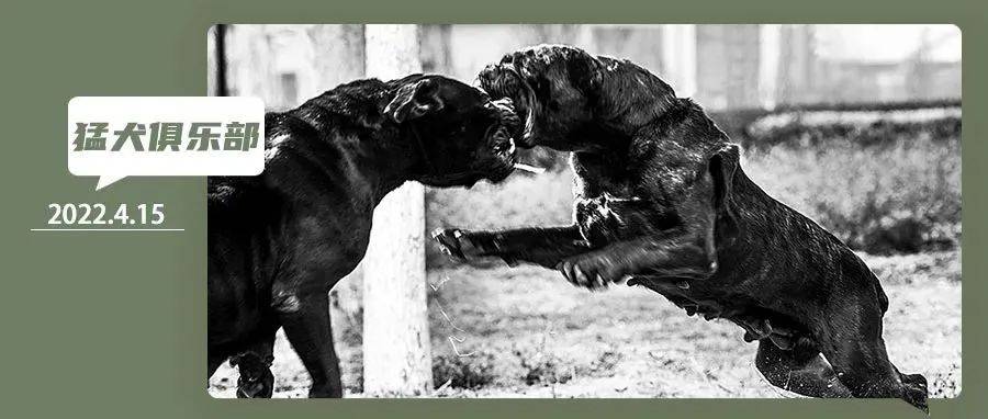 男人爱猛犬有6个等级，你在哪一级？_玩家_基本_训练
