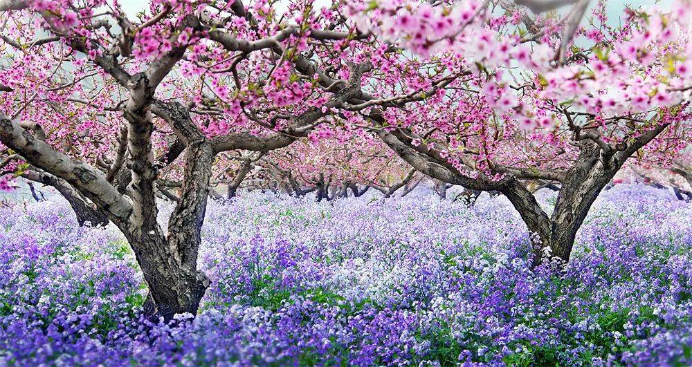 北京平谷桃花正盛开本周末进入最佳观赏期