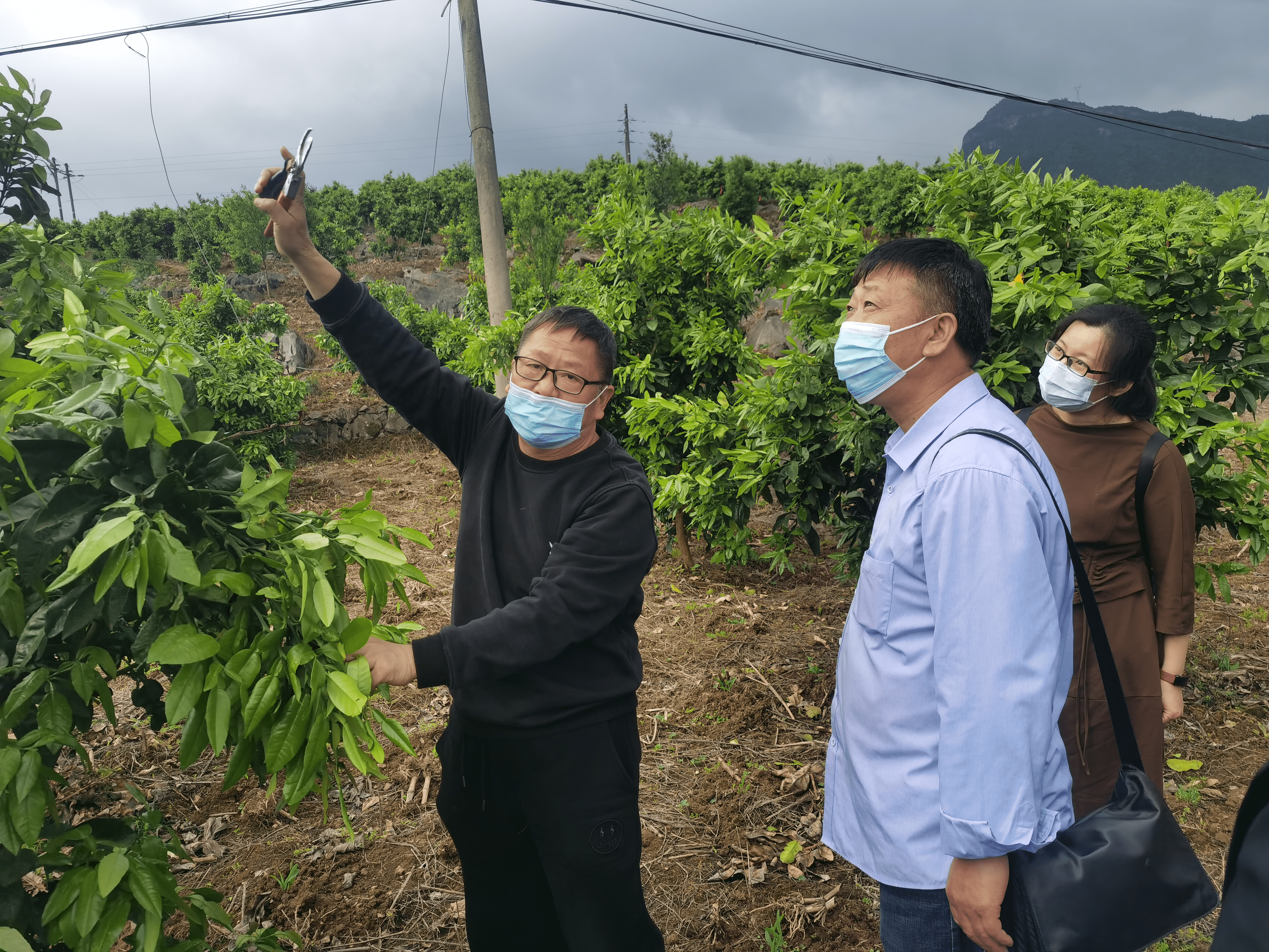 务川镇南:科技特派员把脉定向生产技术难题