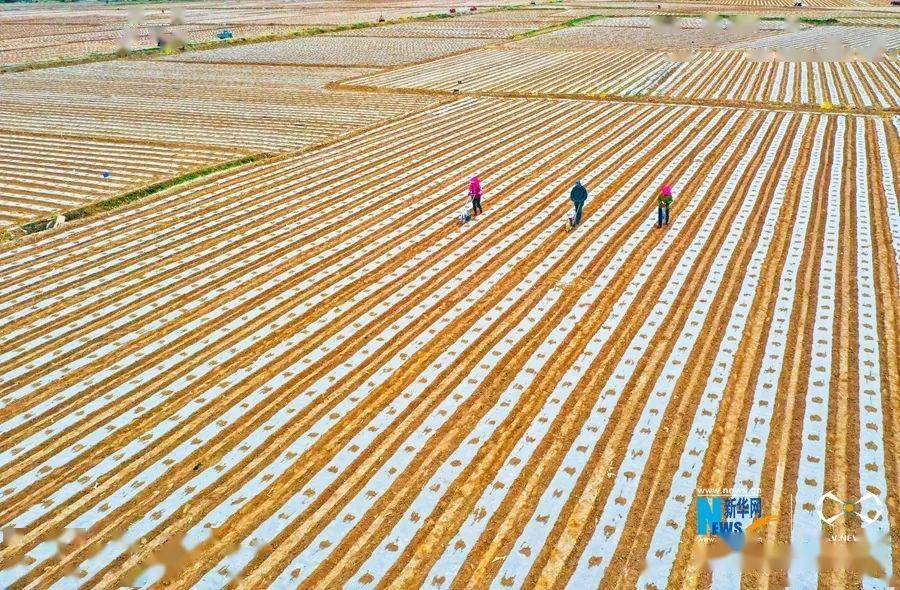 中央媒体看甘肃飞阅中国甘肃临泽制种玉米点播忙