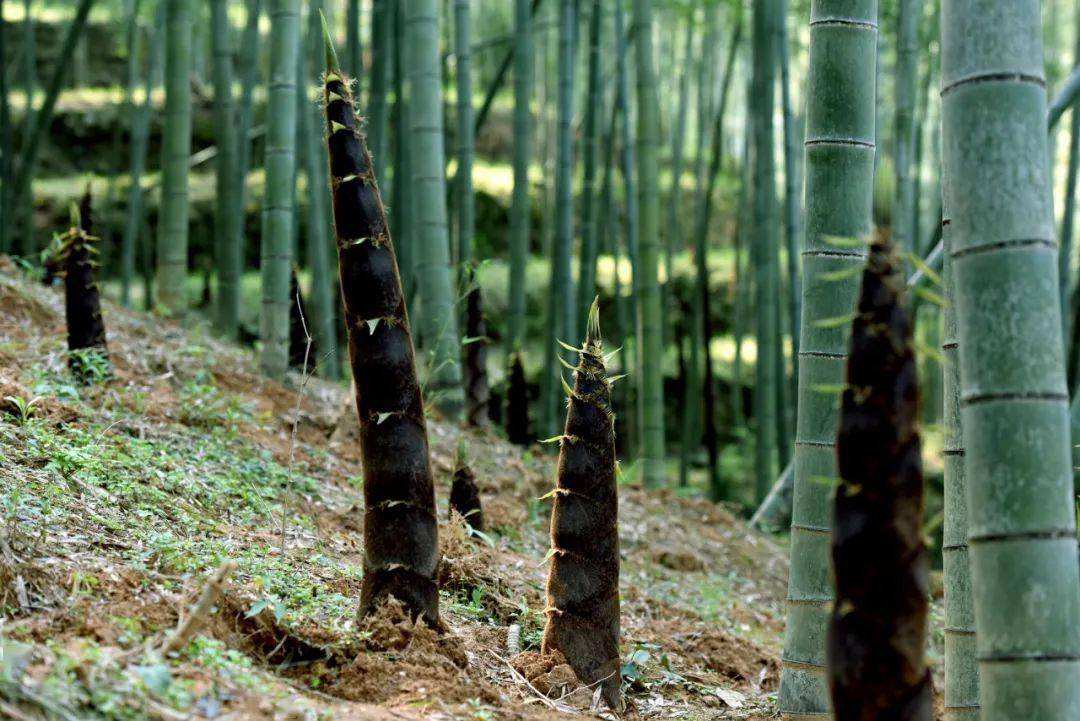 乐清市第五届(智仁) 竹文化旅游节启幕啦_雁荡山_活动_竹乡