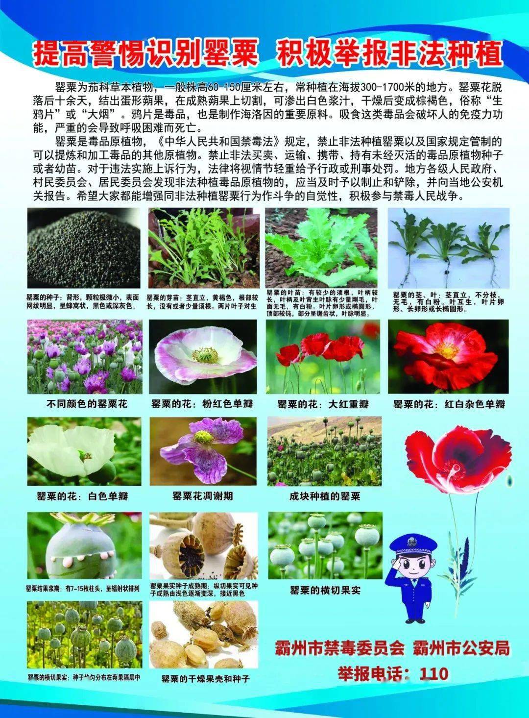 禁止种植罂粟图片