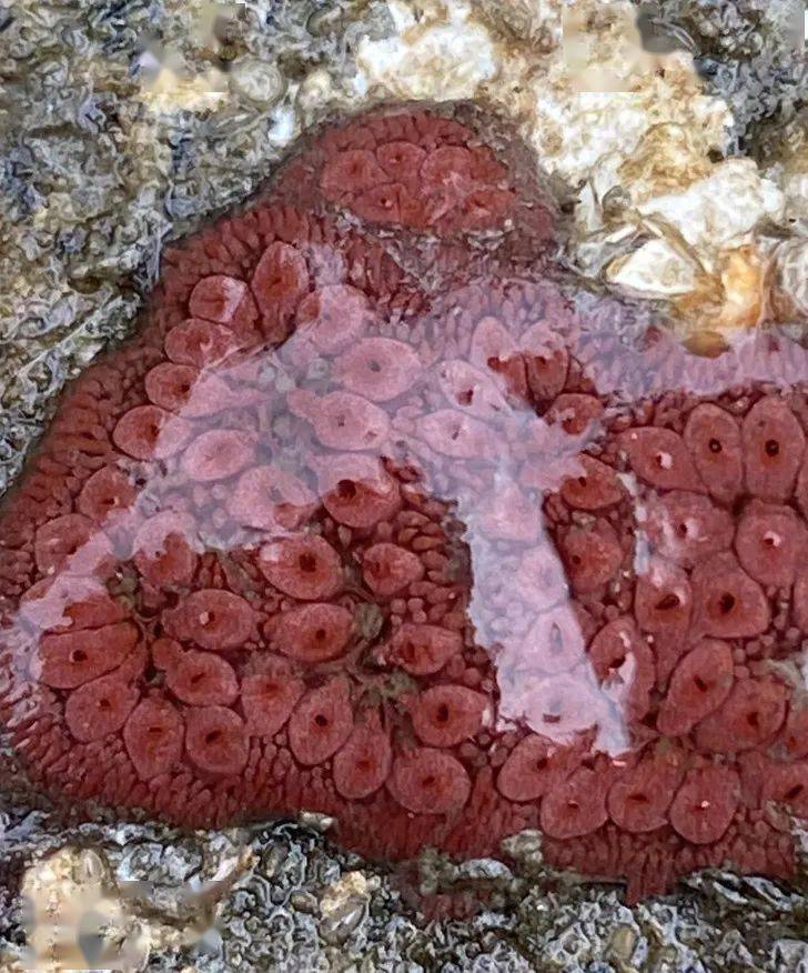 某种海鞘玫瑰海蛞蝓也许这就是海中皮卡丘?