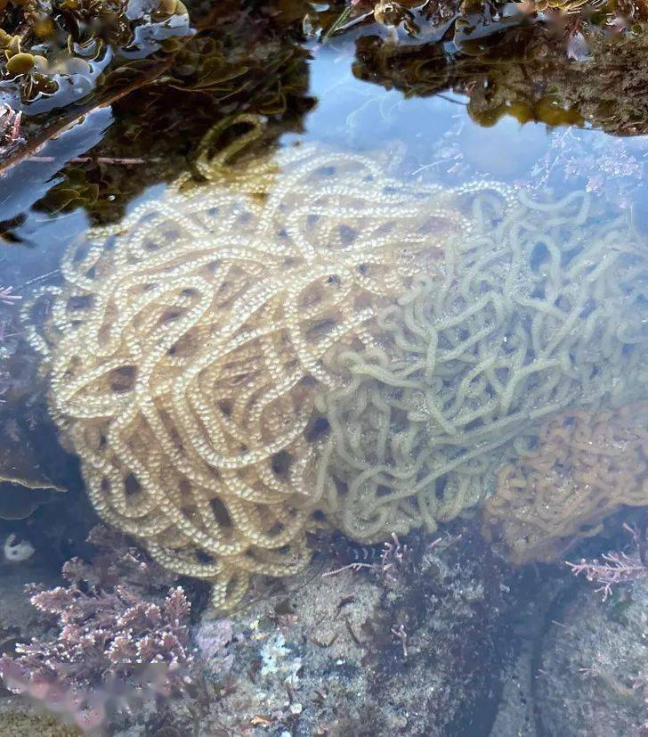 某种海兔的卵海蛞蝓的样子往往很奇特海洋里的生物,看起来跟外星访客