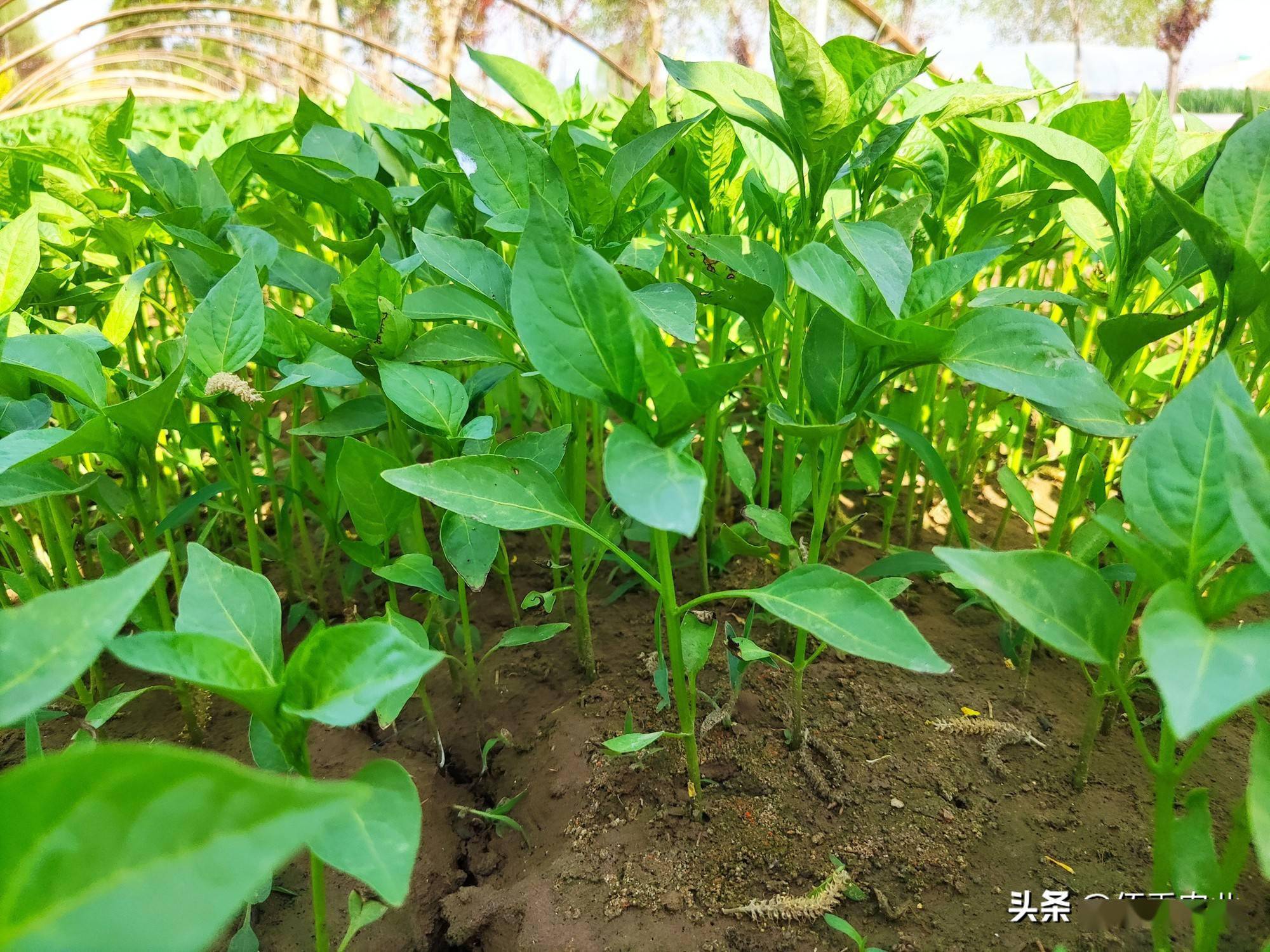 辛苦培育的辣椒苗出现不明原因干枯农资店老板帮忙破案