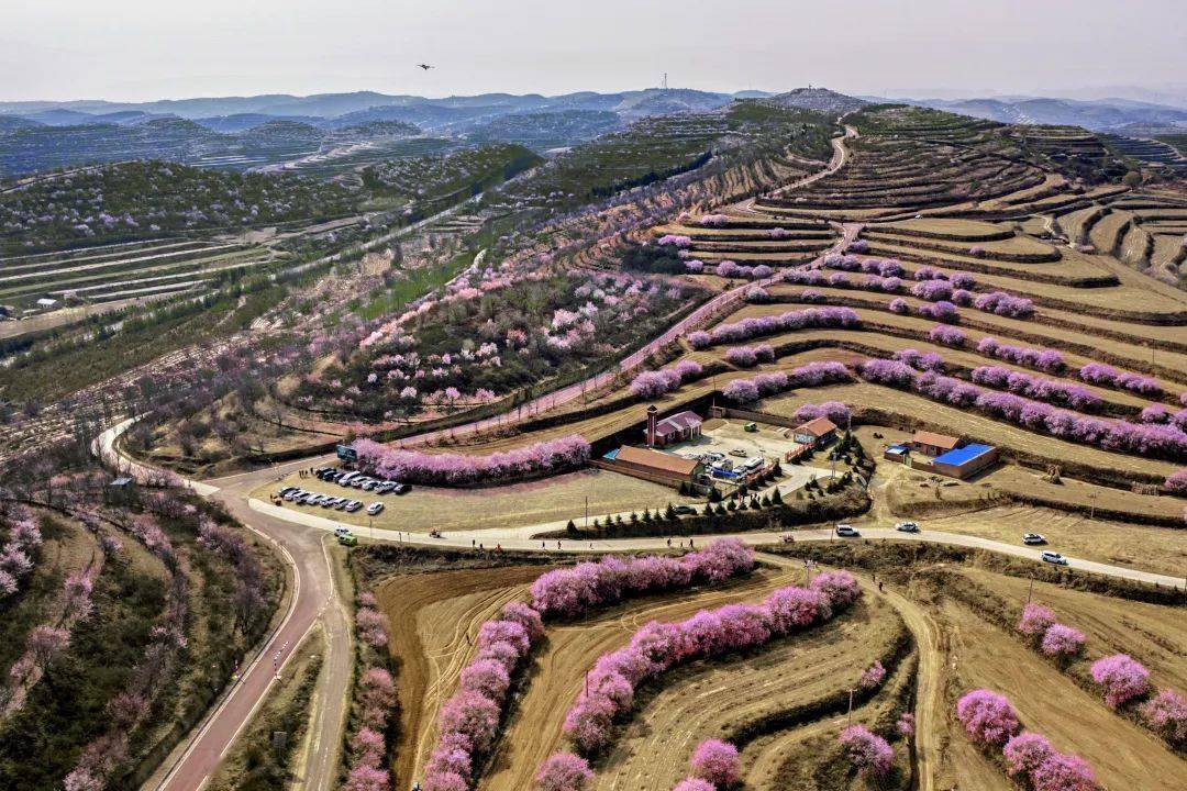 春来彭阳,走近清香袭人的遍野杏花,开启梯田花海踏春赏花游!