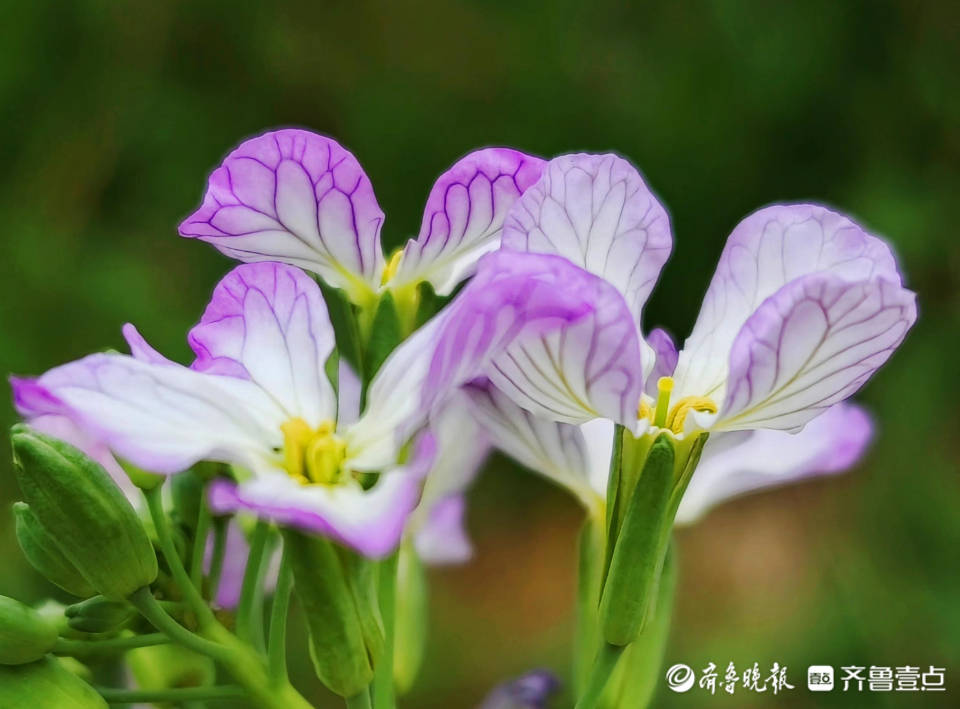 淡紫色的萝卜花像一只只彩蝶翩翩起舞