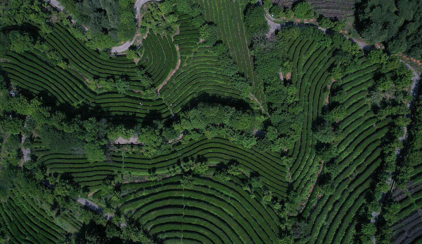 牛角山茶业图片