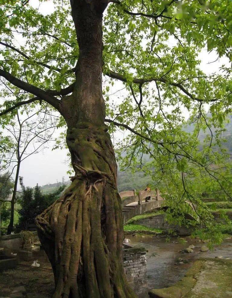 黄蘖树图片