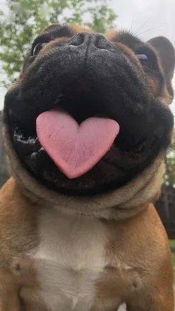 铲屎官这天帮它拍照时,意外发现它吐出的舌头刚好是爱心形状!