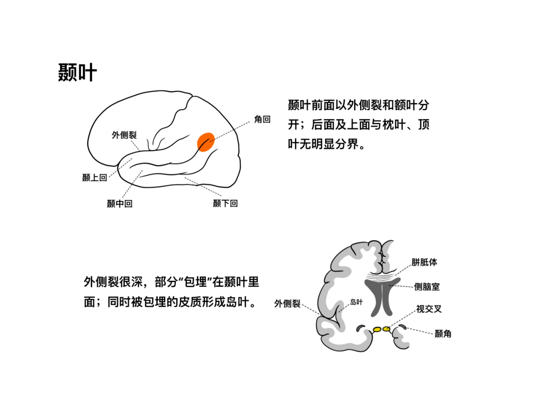 徐桂兴手绘大脑皮层的解剖与定位