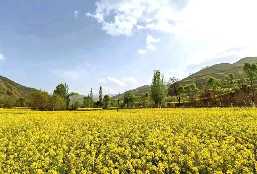 武山:万亩油菜花开盛(组图)_唯美_人间_高山