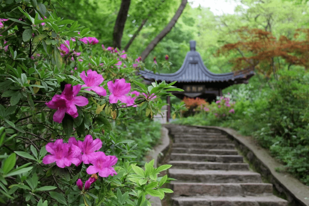 镇江南山杜鹃园图片