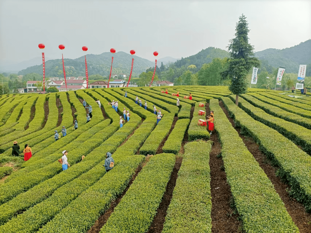硒欢石台 | 第十九届安徽·石台茶叶节开幕_石台县_中国_主题
