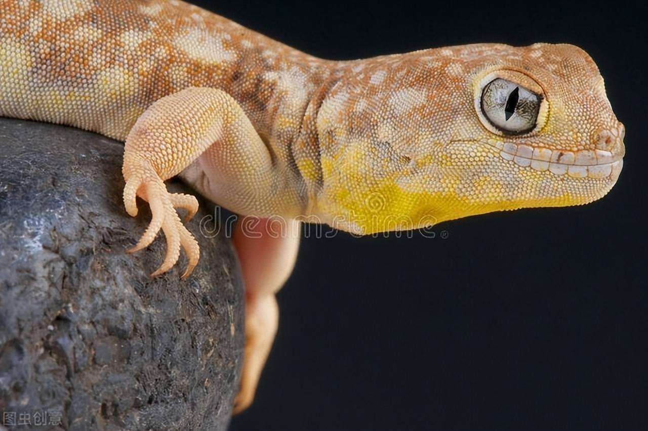 原创澳洲男子生吞壁虎10天后身体从内到外腐烂而亡壁虎到底有无毒