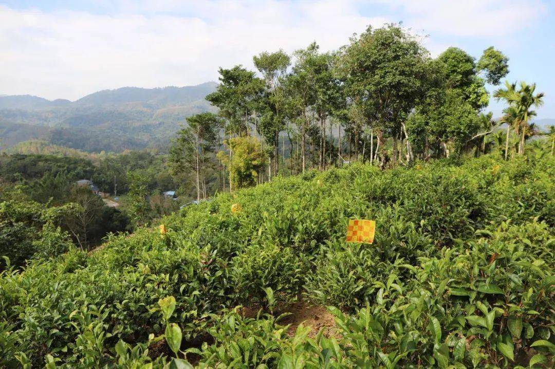 五指山水满茶