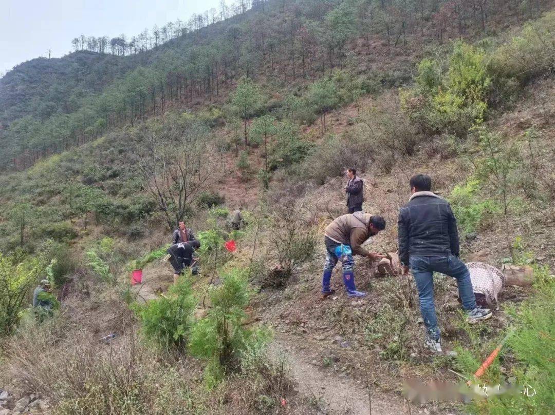 據瞭解,此次植樹活動總計種植雪松,岷江柏,側柏,四季桂,藏柏78860餘株