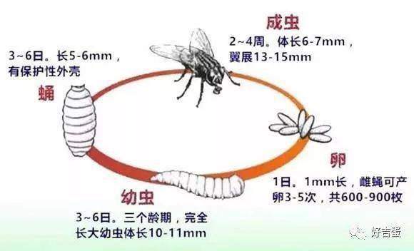 苍蝇内脏图片