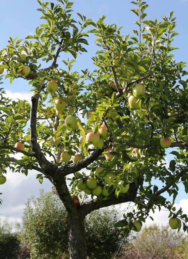 苹果树(3)二叉分枝是一种比较原始的分枝方式,分枝时顶端分生组织平