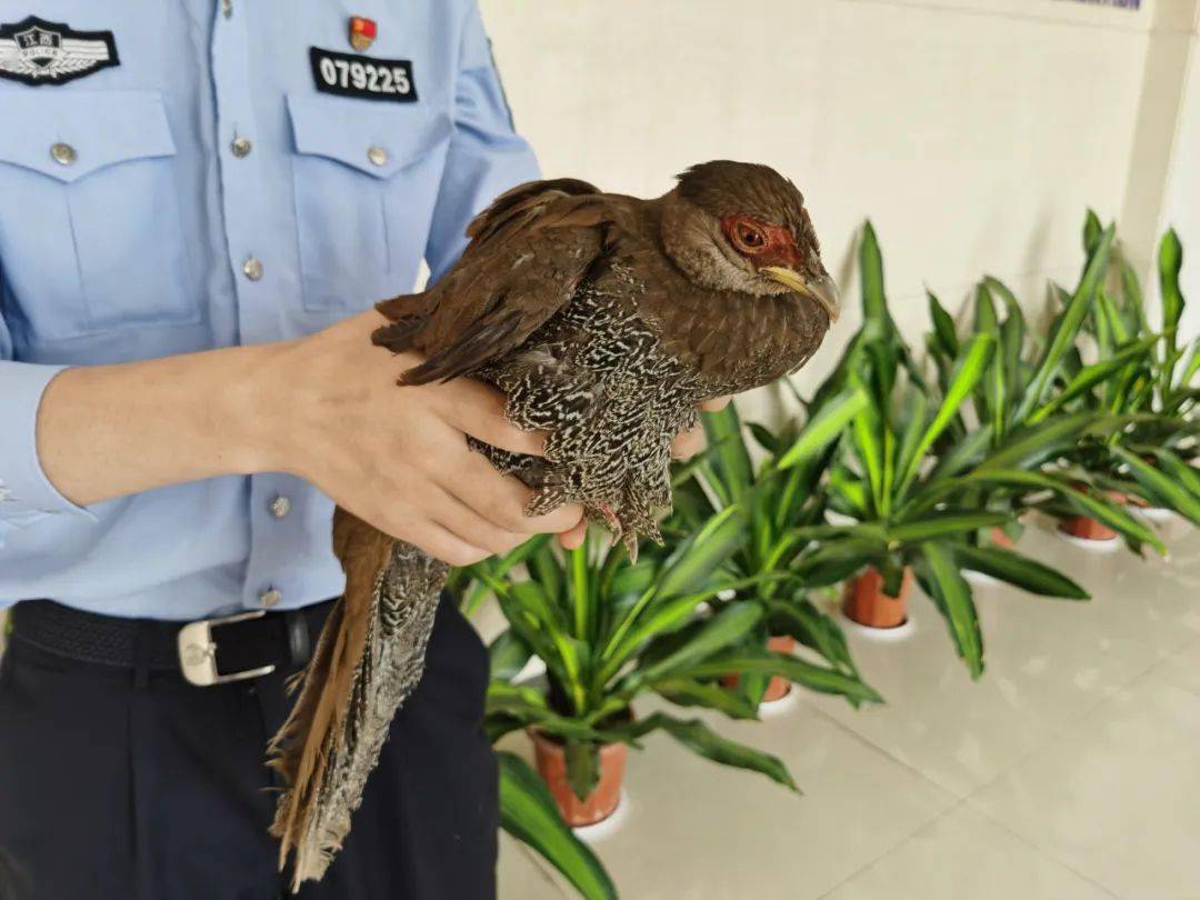 國家二級保護動物贛州倆學生撿到不明鳥類趕緊送往派出所