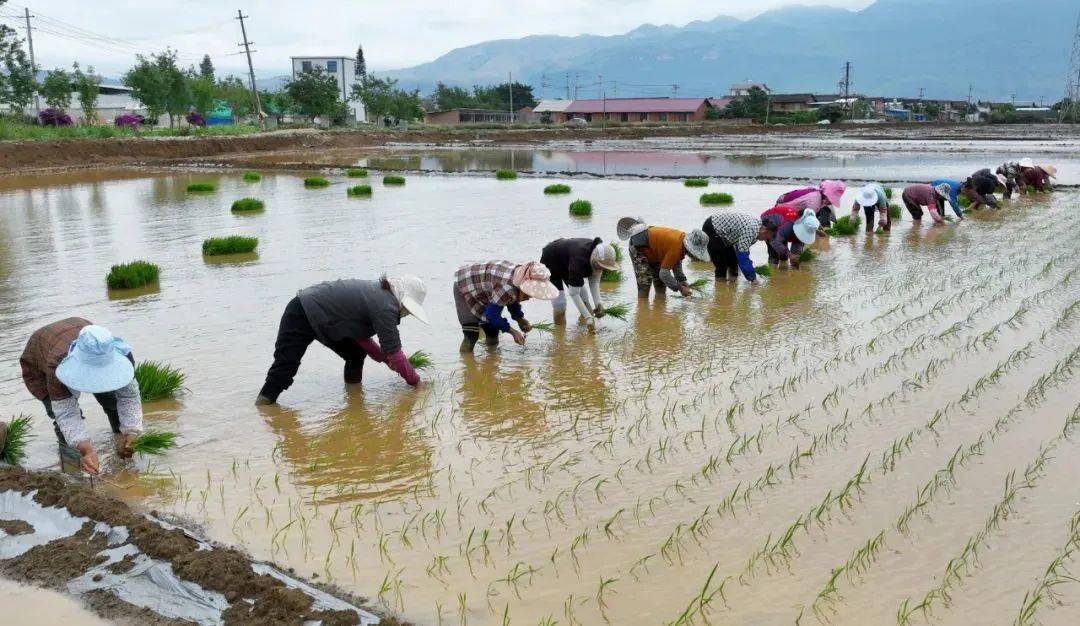 向亩产1200公斤冲刺袁隆平超级杂交水稻蒙自示范基地如期进行秧苗移栽