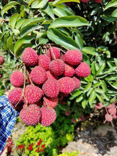 广州荔枝新品种凤山红灯笼30块一斤你吃过吗