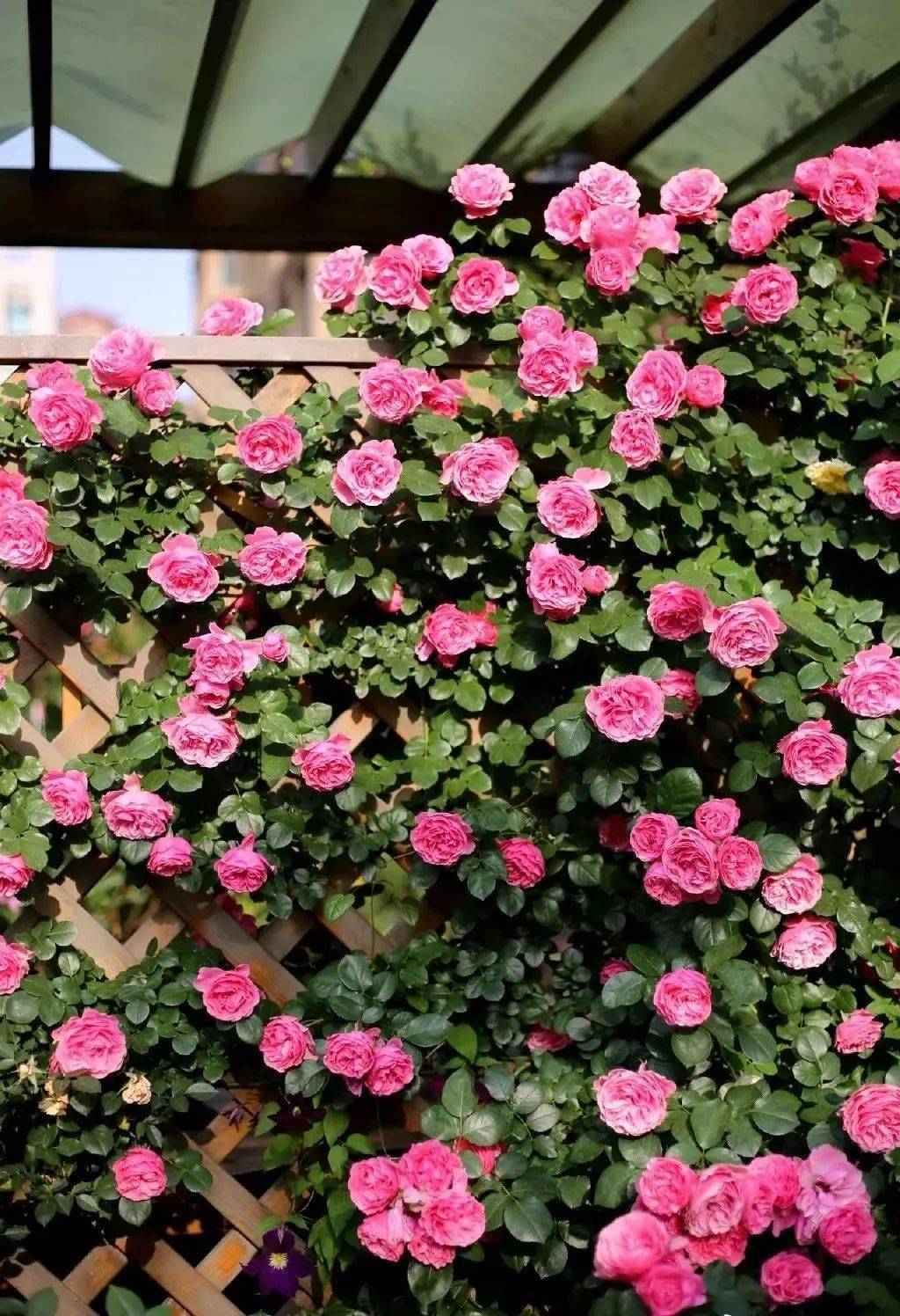 园林绿化喜欢用的25种爬藤植物花开便成瀑布美极了