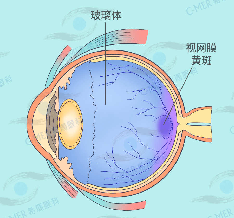 黄斑位于视网膜中央