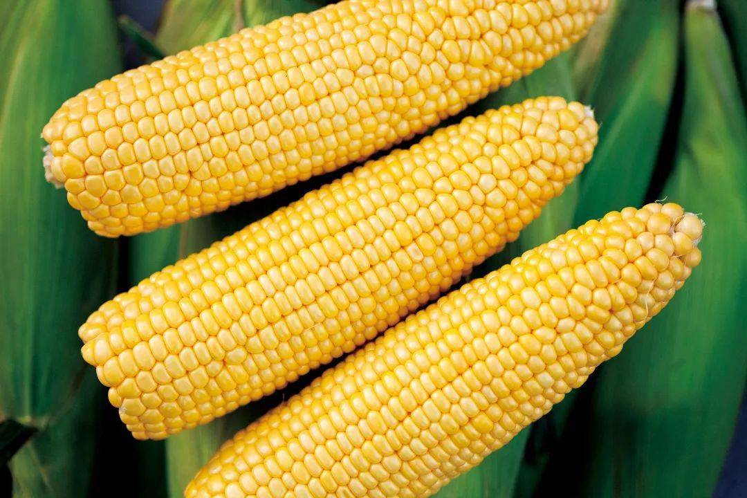 8848玉米品种特征特性图片