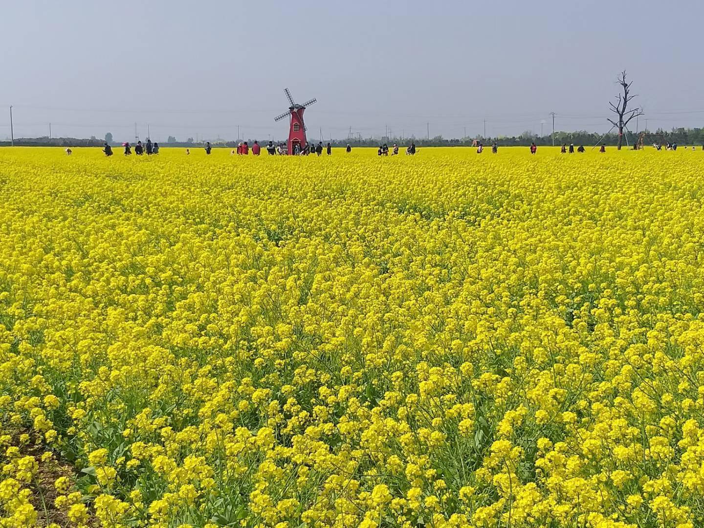 朱旺村油菜花图片