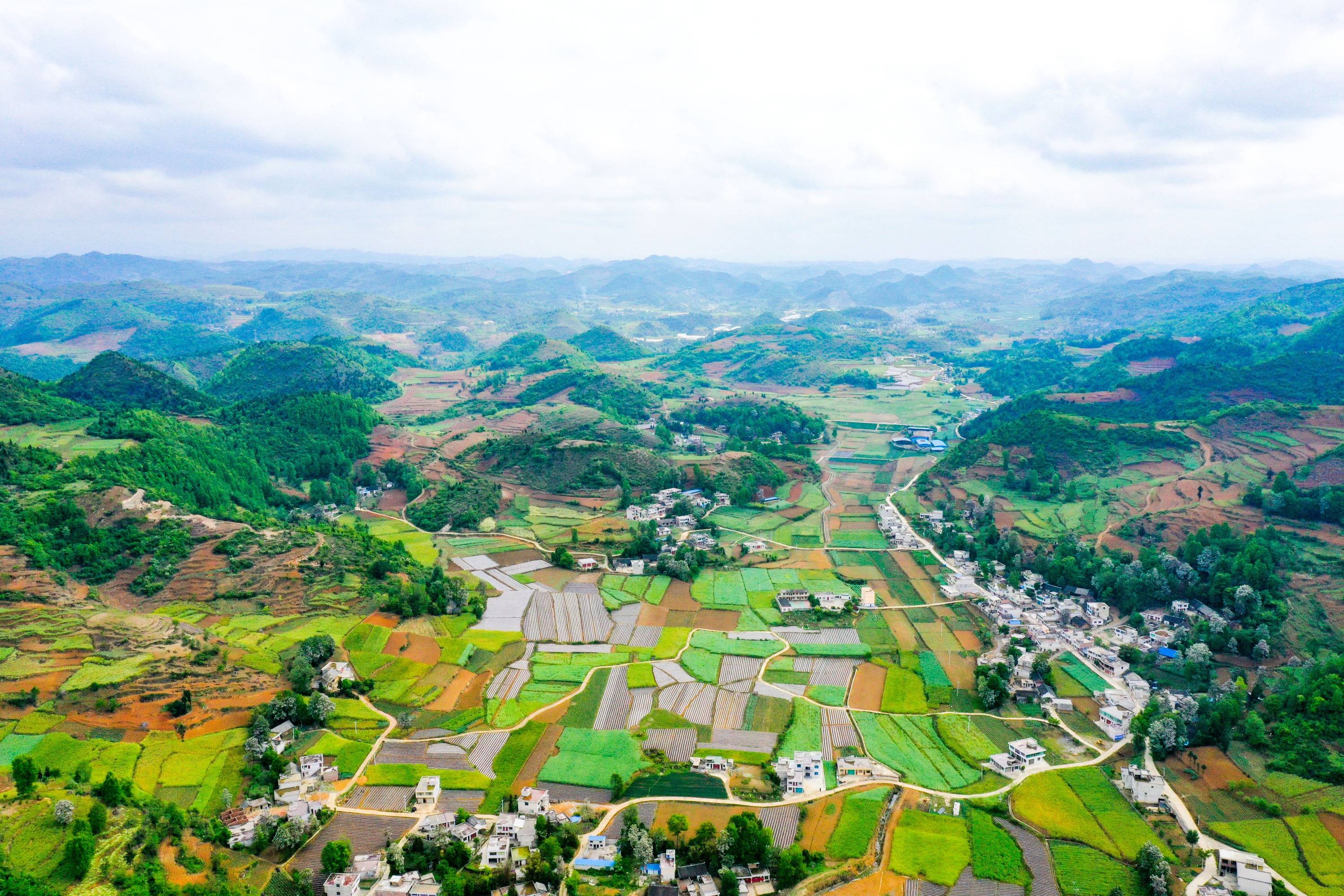 贵州黔西梧桐花开映山村
