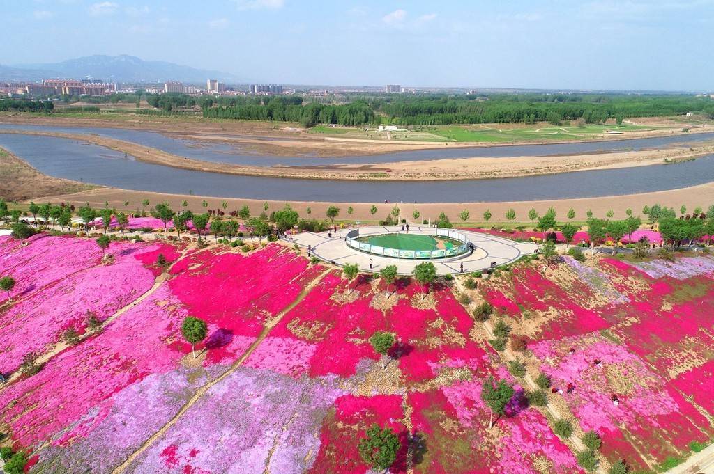 谷雨时节山西稷山汾河国家湿地公园花海如画