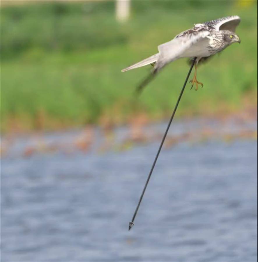 一只白腹鹞带箭飞翔林业站拟网捕后进行救治