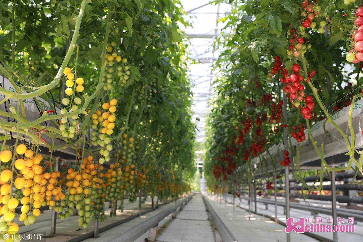 对菜博会进行沉浸式全景直播,为各地朋友展现不一样的"云上菜博盛宴"