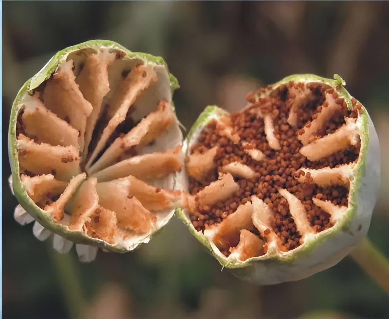 这种花不能种景德镇已有人被抓后果很严重