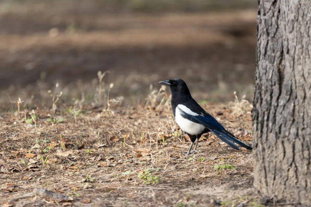 谷鸟蹄花乍报春俨然是春风送暖,草木