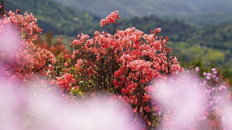 大田县县花图片