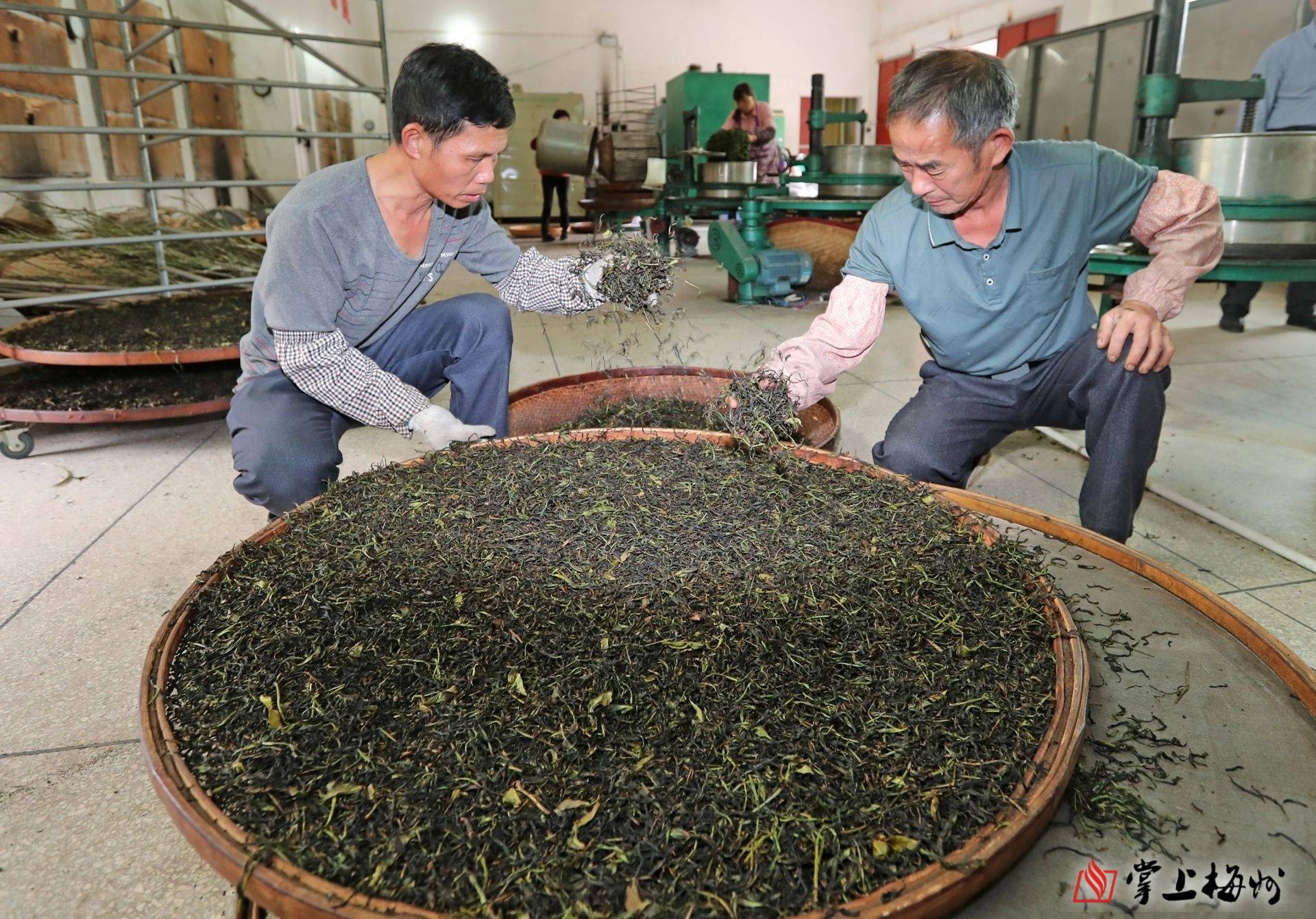潭江镇_茶园_发展