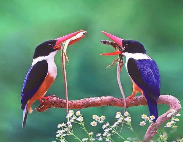 比翼双飞的夫妻鸟图