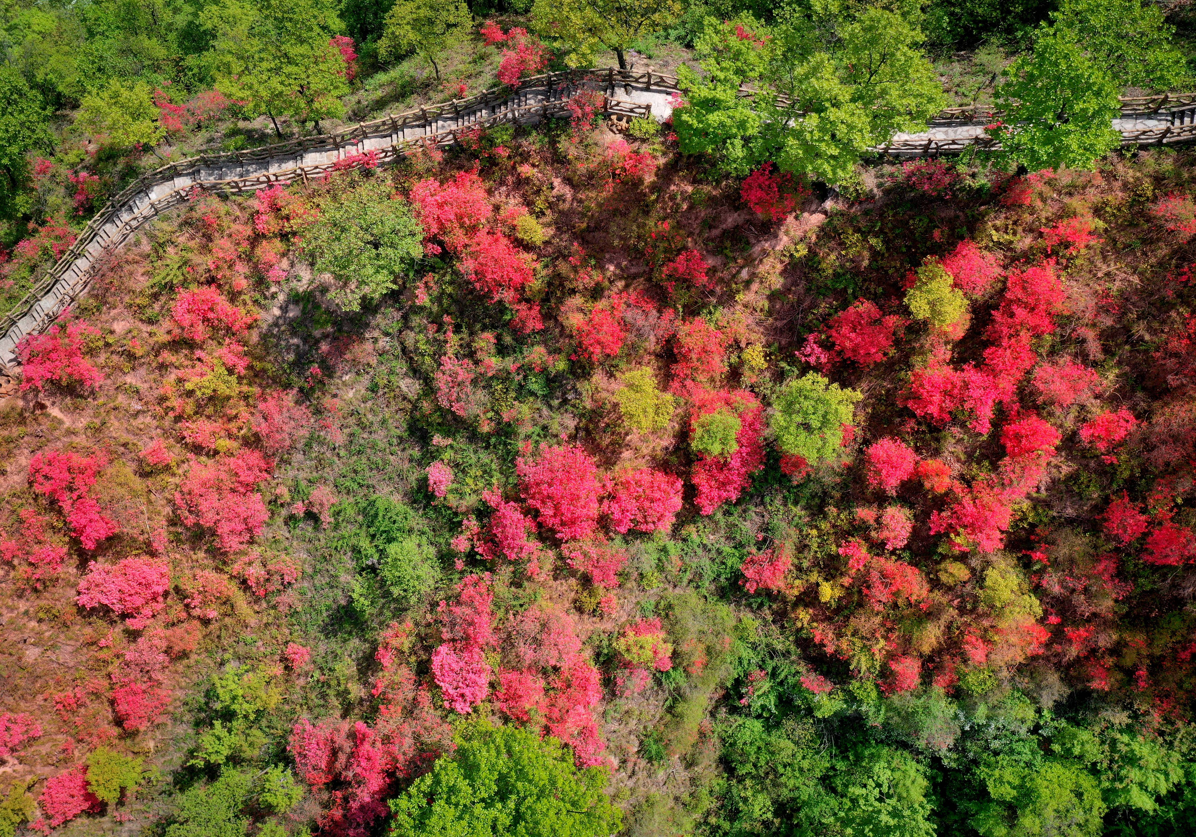 湖南莽山杜鹃花季节图片