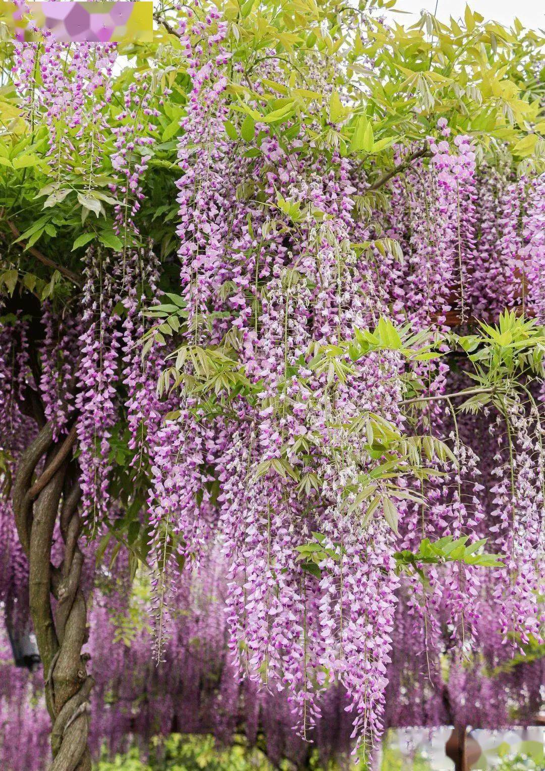 五一适用玉黛湖生态庄园紫藤花长廊一场紫色浪漫为你盛开299元享门市