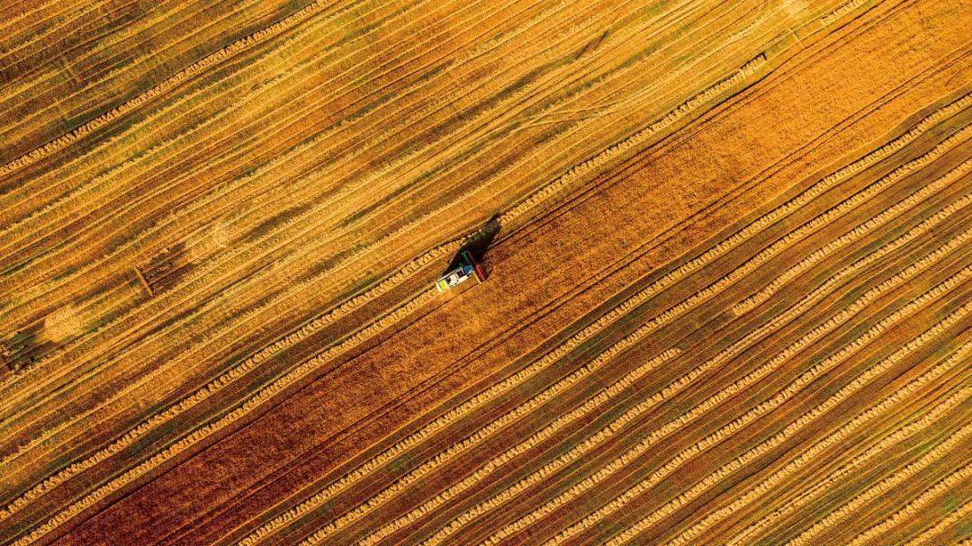 乌克兰农业的光辉岁月_黑土地_苏联_植物