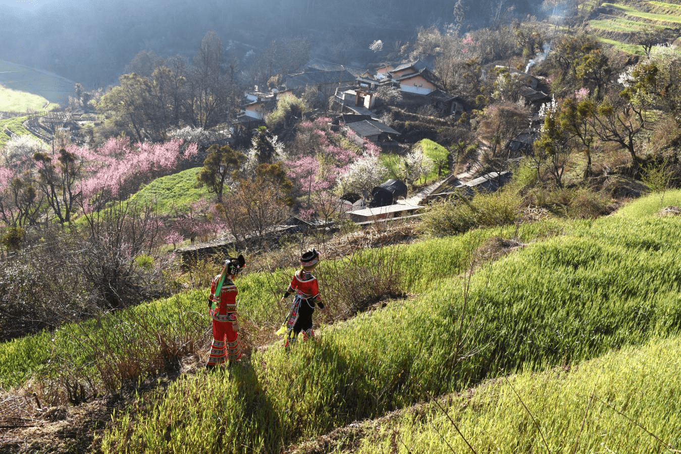南华县岔河村最美四月天红樱桃带火乡村采摘游
