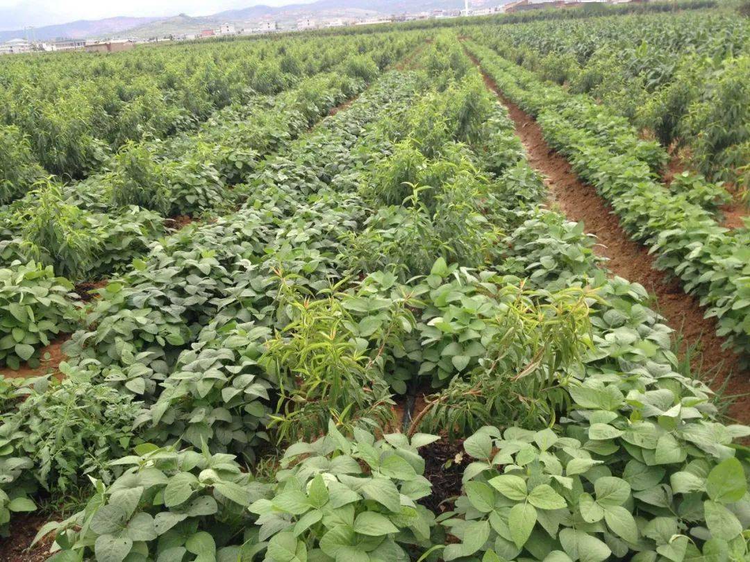 【农业科普】@广大群众,这份大豆栽培技术指南请查收_种植_防治_作物